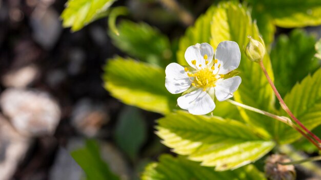 Primer plano de plantas orgánicas al aire libre