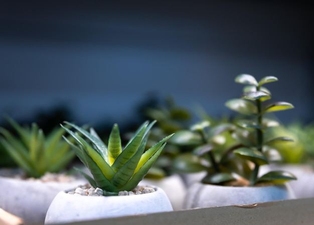 Primer plano de plantas ornamentales para la decoración del hogar en un escaparate