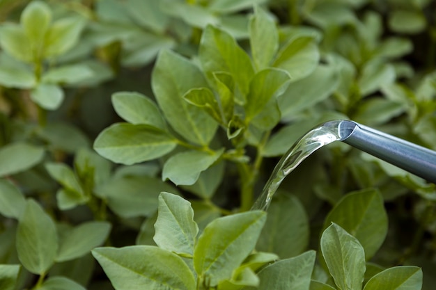 Primer plano de plantas de riego con rociadores