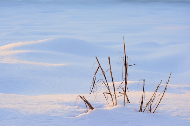 Primer plano de las plantas secas que brillan bajo los rayos del sol en el campo nevado en invierno