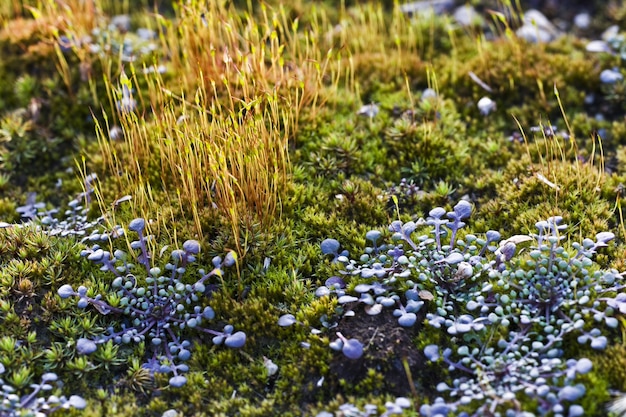 Primer plano de plantas silvestres en los campos