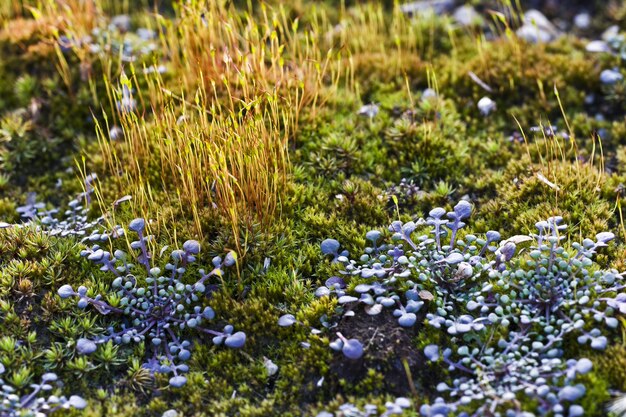 Primer plano de plantas silvestres en los campos