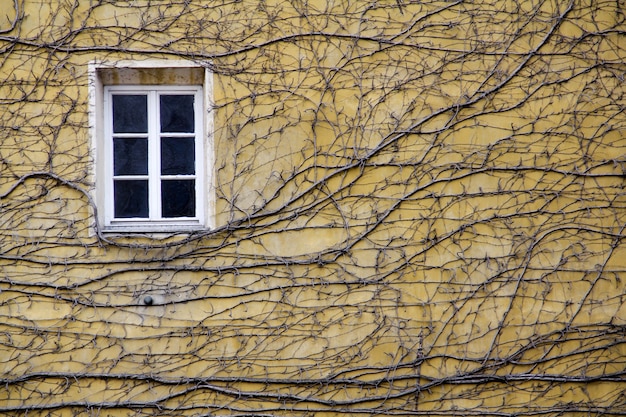 Primer plano de plantas trepadoras en una pared amarilla con una ventana a la luz del día