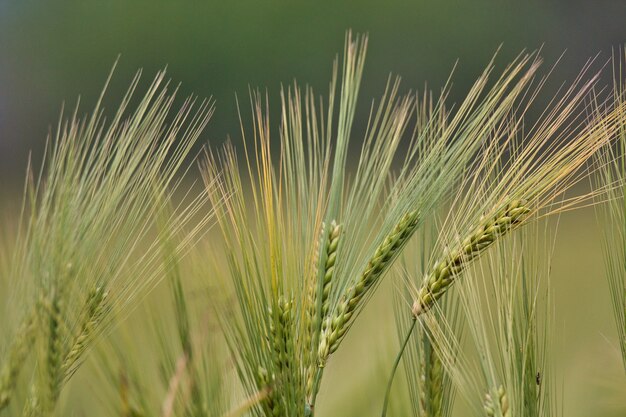 Primer plano de plantas de triticale