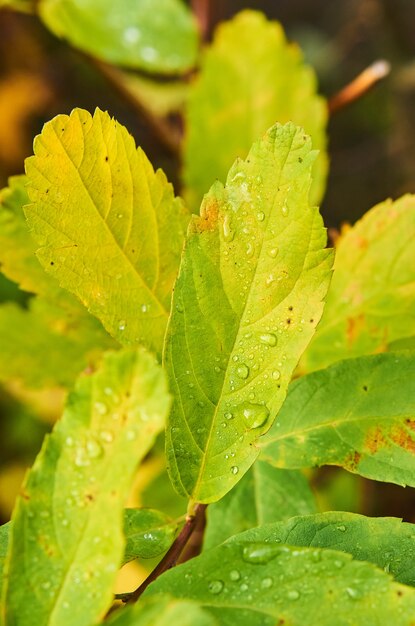 Primer plano de plantas verdes cubiertas con gotas de rocío