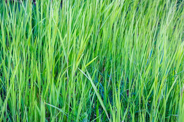 Primer plano de plantas verdes frescas durante el día