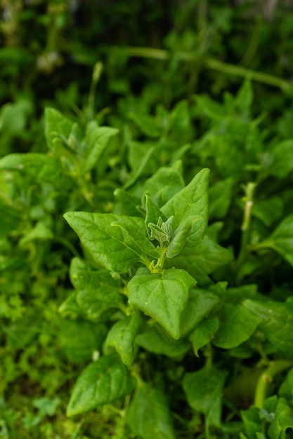 Primer plano de plantas verdes frescas en el jardín