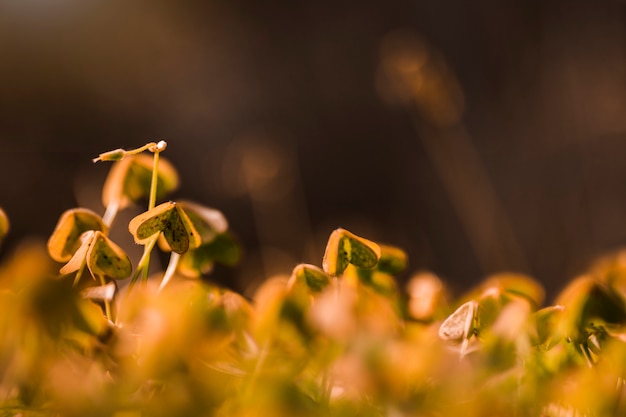 Primer plano de plantas verdes jóvenes