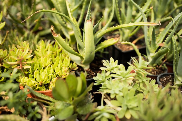 Primer plano de plantas verdes en macetas