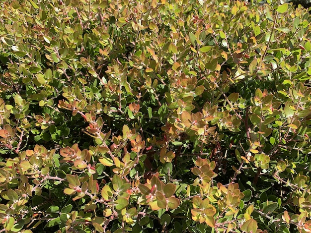 Primer plano de las plantas verdes y rojas capturadas en un día soleado