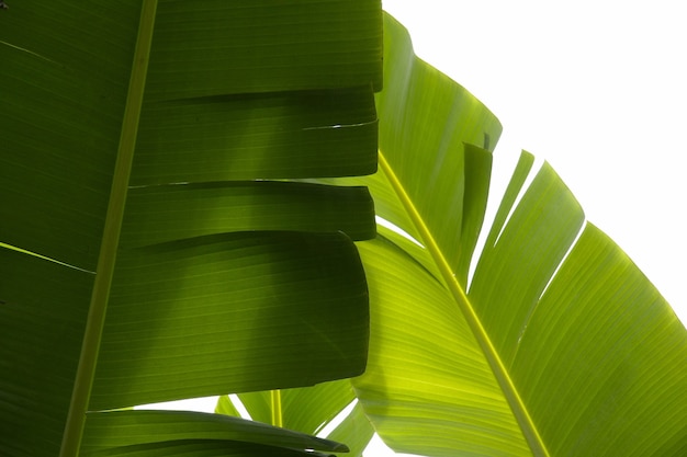 Primer plano de plantas verdes tropicales con un fondo blanco.