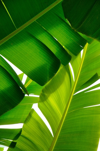 Primer plano de plantas verdes tropicales con un fondo blanco.