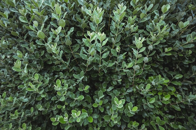 Primer plano de las plantas