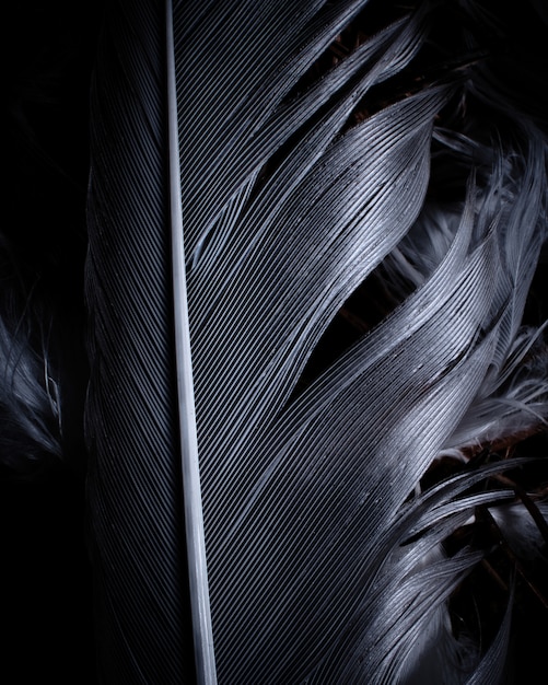 Primer plano de plumas negras