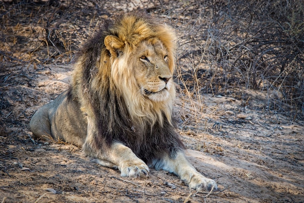 Primer plano de un poderoso león tendido en el suelo