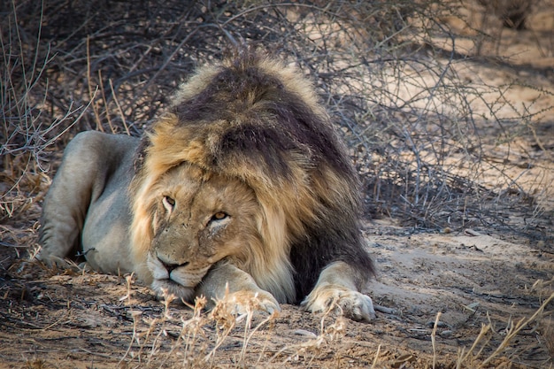 Primer plano de un poderoso león tendido en el suelo