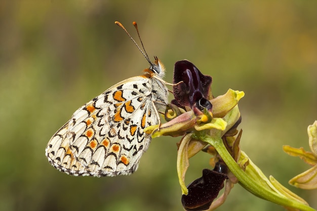 Primer plano de una polilla en una planta en el bosque