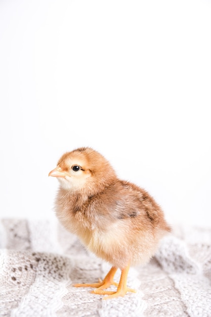 Primer plano de un pollito marrón sobre un paño con una pared blanca