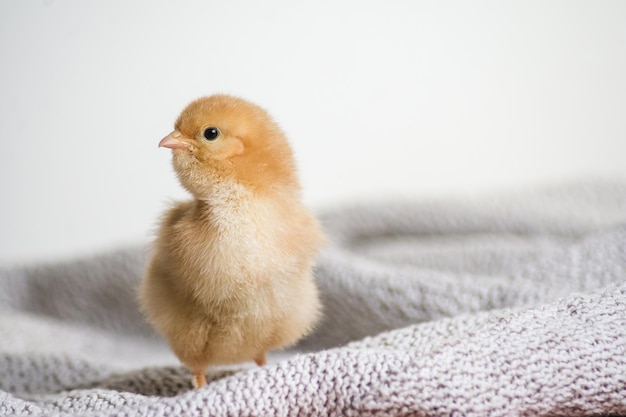 Primer plano de un pollito marrón sobre un paño