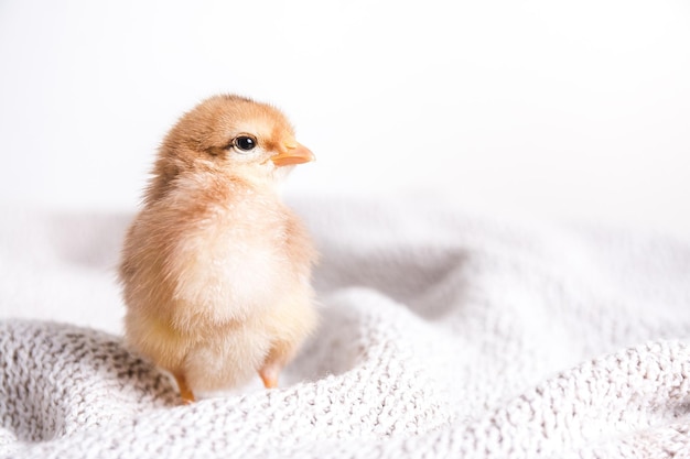 Primer plano de un pollito marrón sobre un paño