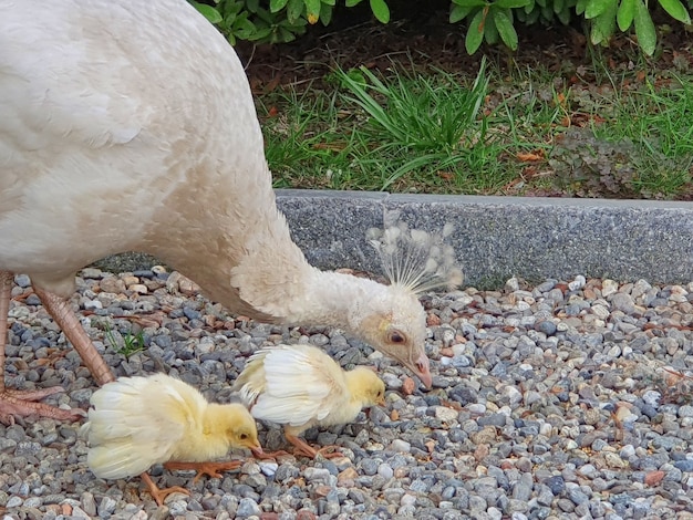 Primer plano de un pollo de engorde y pollo