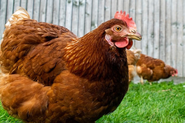 Primer plano de un pollo marrón pastando en un campo