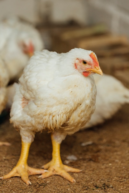 Primer plano de pollo en pluma