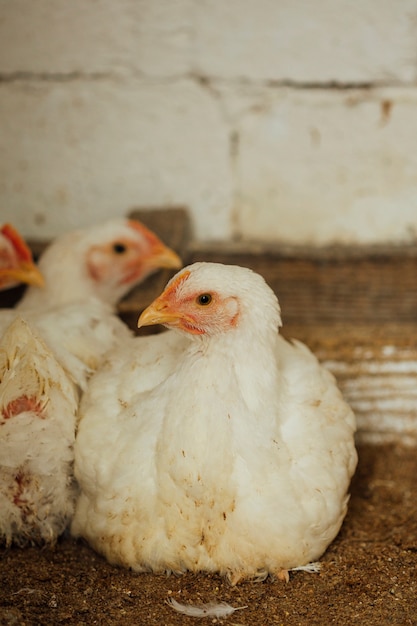 Primer plano de pollo en pluma