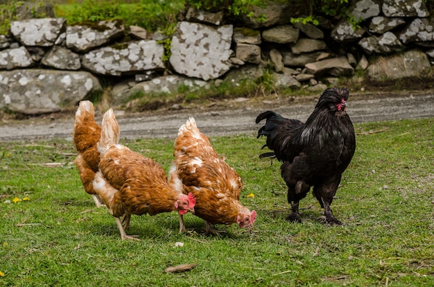 Primer plano de pollos en el suelo cubierto de vegetación rodeada de rocas bajo la luz del sol