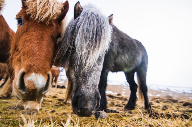 Primer plano de ponis Shetland en un campo cubierto de hierba y nieve bajo un cielo nublado en Islandia