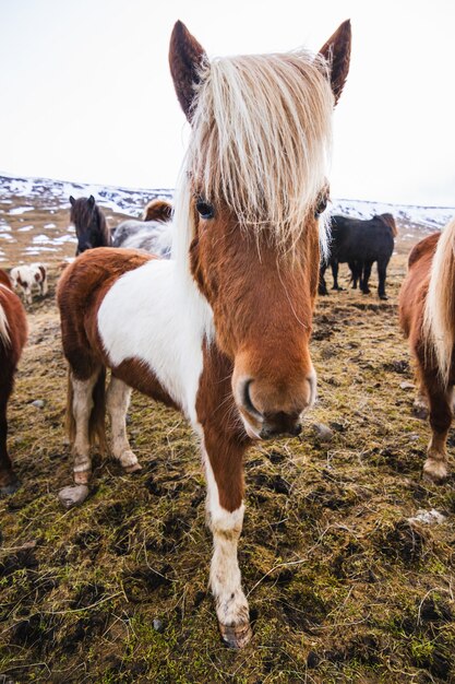 Primer plano de un pony Shetland en un campo cubierto de hierba y nieve bajo un cielo nublado en Islandia