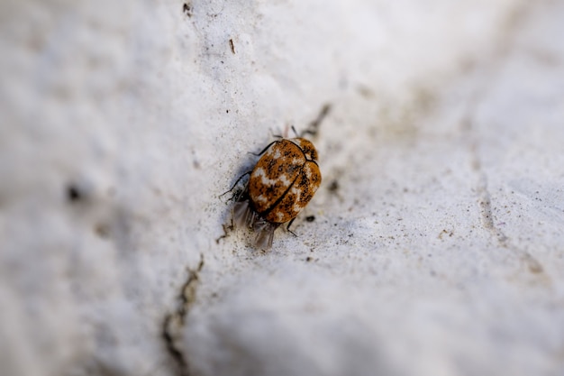Primer plano de una pulga marrón en la madera blanca contra un fondo borroso