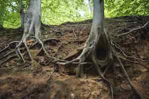 Foto gratuita primer plano de las raíces de los árboles en el suelo en un bosque bajo la luz del sol