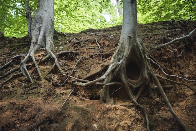 Primer plano de las raíces de los árboles en el suelo en un bosque bajo la luz del sol