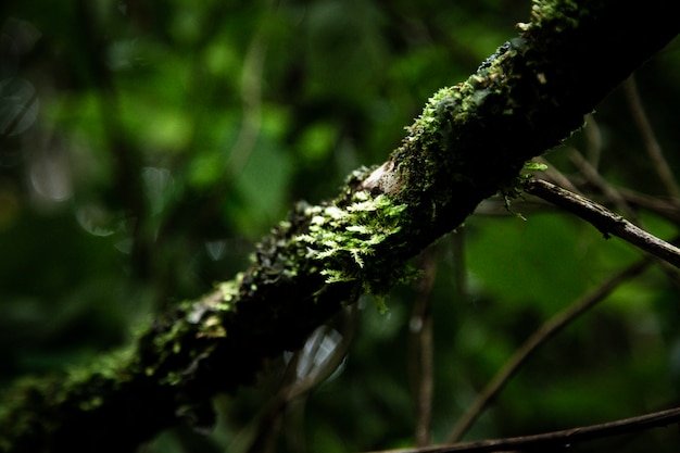 Primer plano de la rama de un árbol cubierto de musgo