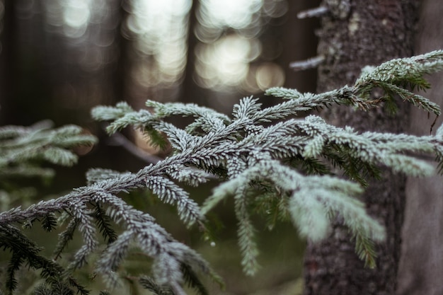 Primer plano de la rama de un árbol cubierto de nieve