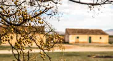 Foto gratuita primer plano de una rama de un árbol con edificios