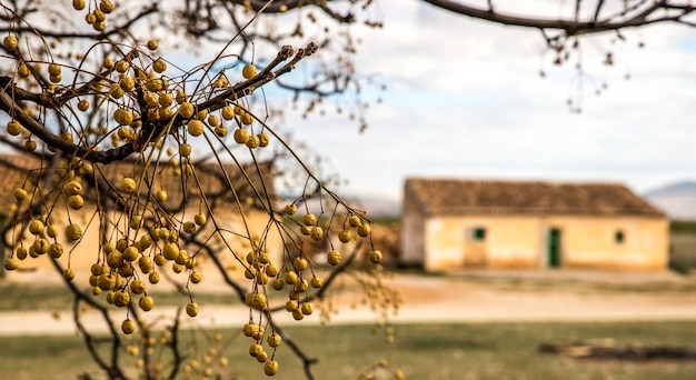 Primer plano de una rama de un árbol con edificios