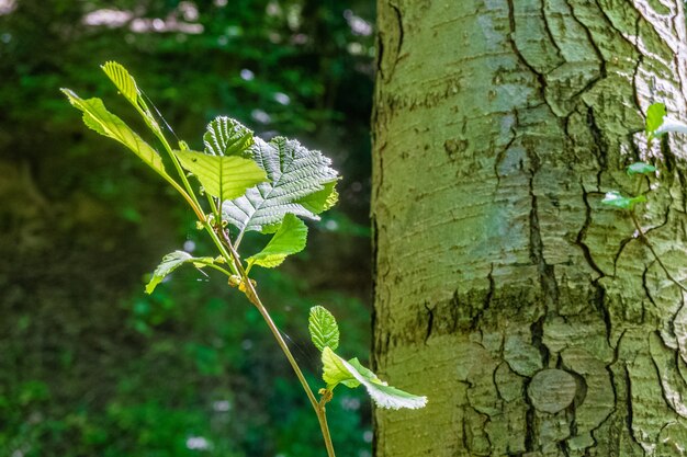 Primer plano de una rama de árbol con hojas verdes en un bosque