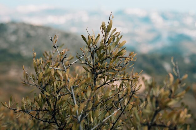 Primer plano de la rama de un árbol con hojas verdes