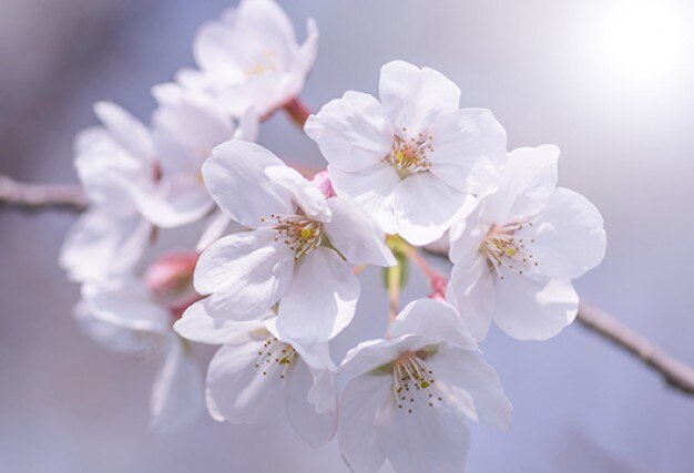 Primer plano de rama de flores de cerezo