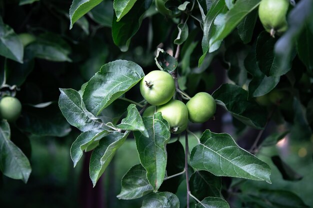 Primer plano de una rama con manzanas verdes en un árbol