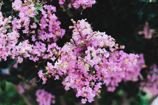 Primer plano de una rama de pequeñas flores púrpuras que crecen una al lado de la otra