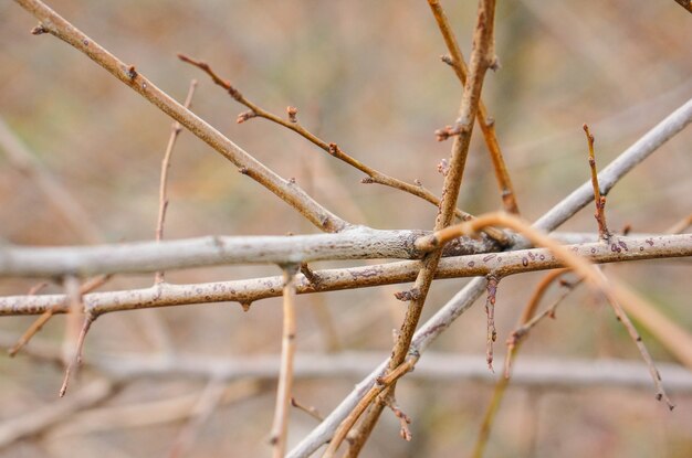 Primer plano de las ramas del árbol enredado