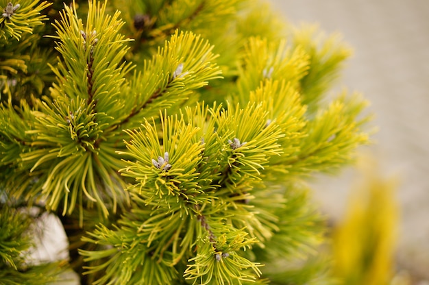 Primer plano de las ramas de un árbol que crece durante el día