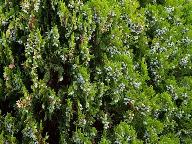 Primer plano de las ramas de los árboles de platycladus con frutas - perfecto para papel tapiz