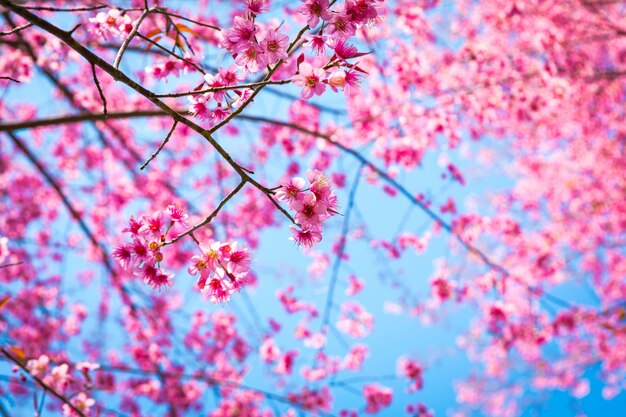 Primer plano de ramas con flores rosas