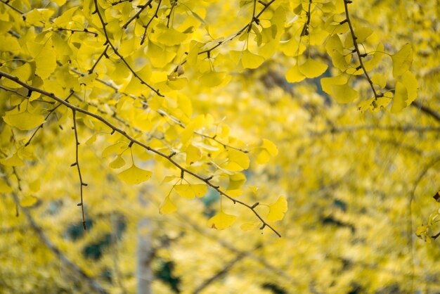 Primer plano de ramas con hojas amarillas
