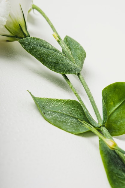 Primer plano de la ramita de flor mojada sobre fondo blanco