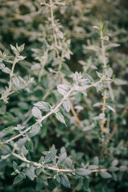 Foto gratuita primer plano de ramita verde de planta